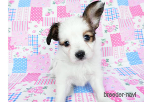 成約済の千葉県のパピヨン-178911の5枚目